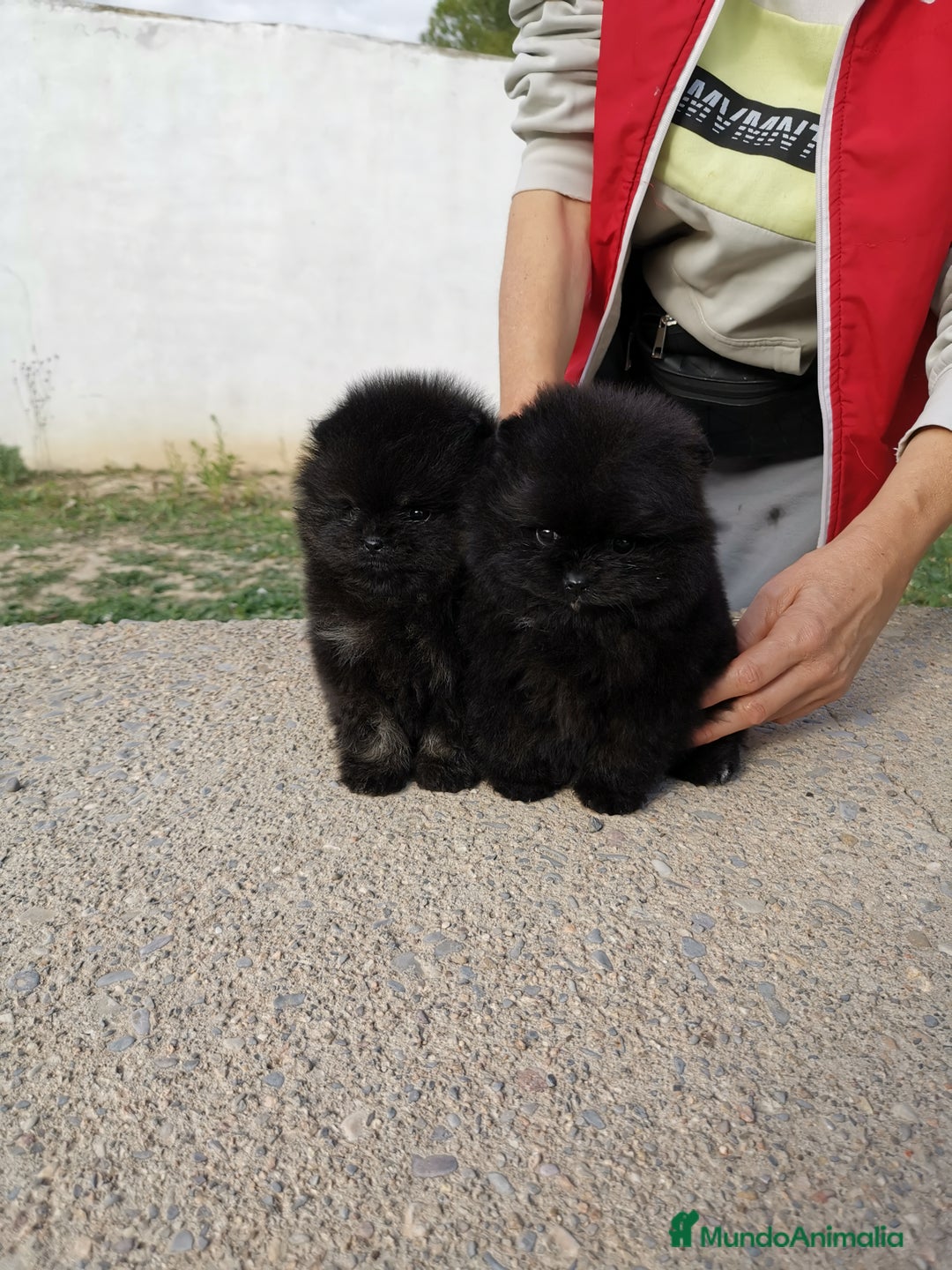 Pomerania perros en venta: Pomerania auténtico hembras - Anuncio 4