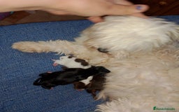 Bichón Maltés perros en venta:  maltipom macho  - Imagen 6
