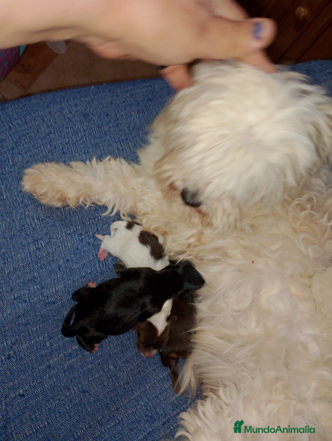 Bichón Maltés perros en venta:  maltipom macho  - Imagen 6