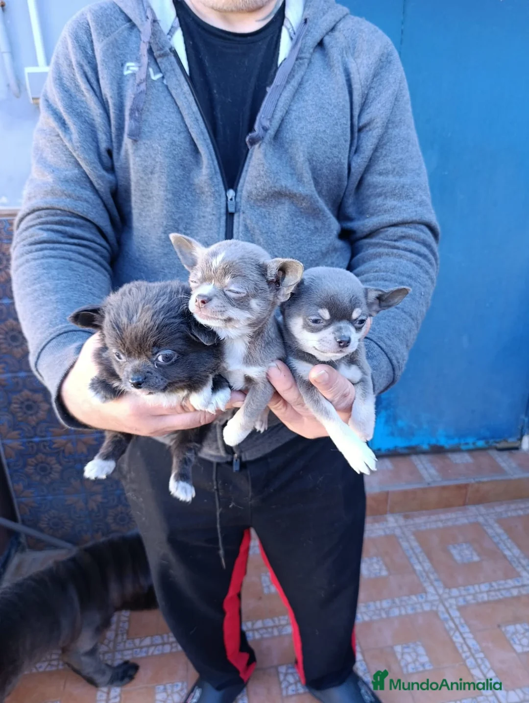 Bulldog Francés perros en venta: ‼️PRECIOSA CAMADA DE CHIHUAHUAS TAMAÑO MINI - Anuncio 2