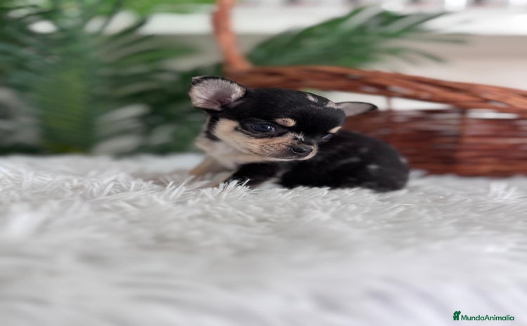 Chihuahua perros - Anuncio 3