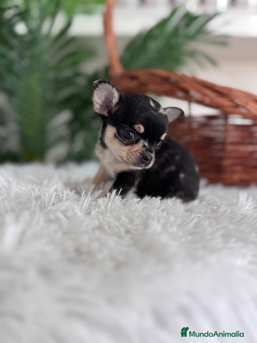 Chihuahua perros en venta: CHIHUAHUA MERLE HEMBRA - Imagen 1