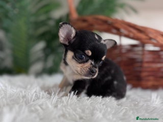 Chihuahua perros - Anuncio 27