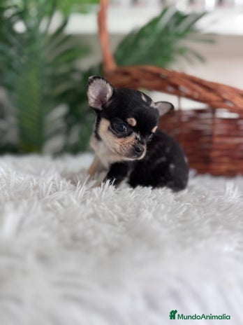 Chihuahua perros - Anuncio 1