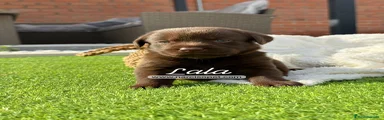 Lala