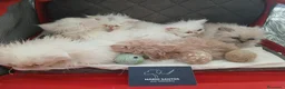 Persa gatos en venta: Persa en Portugal - Anuncio 1