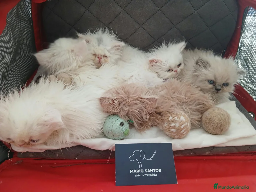 Persa gatos en venta: Persa en Portugal - Anuncio 1