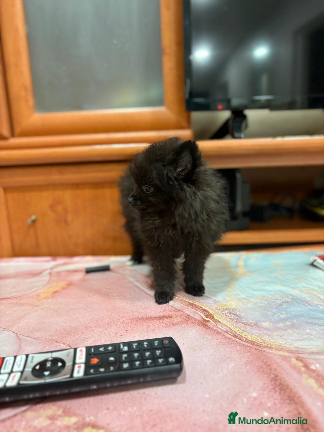 Pomerania perros en venta: Poo pomerania MICRO TOY  - Imagen 7