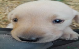 Labrador Retriever perros en venta: Precisosos Labrador Retriever - Imagen 3