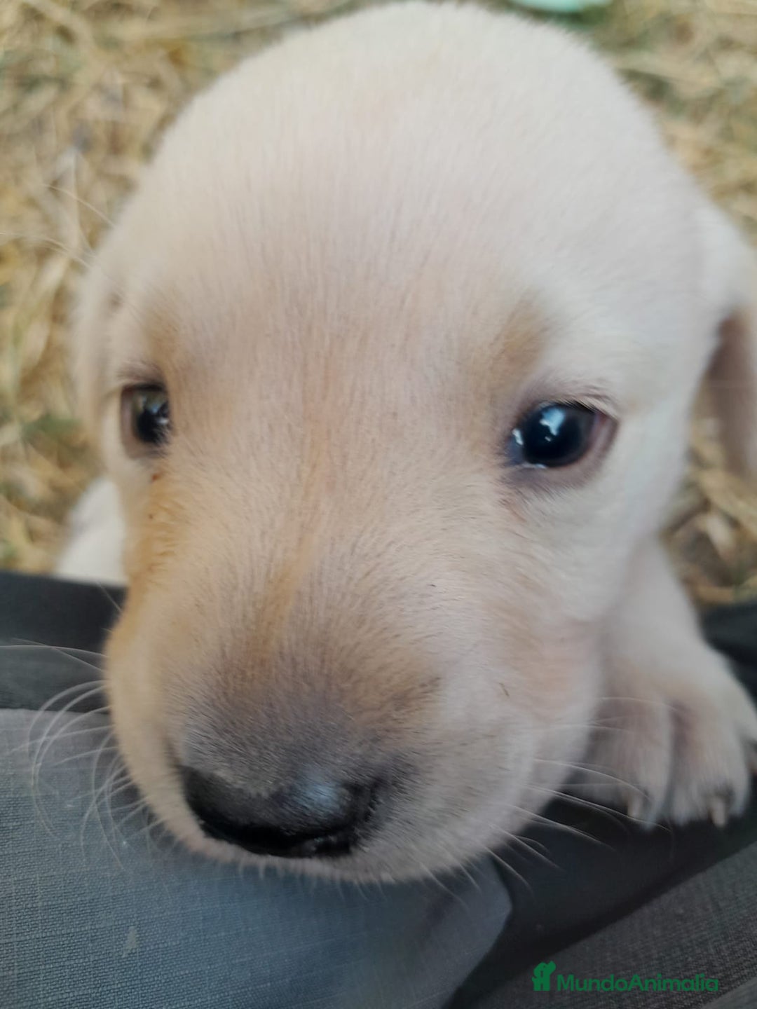 Labrador Retriever perros en venta: Precisosos Labrador Retriever - Imagen 3