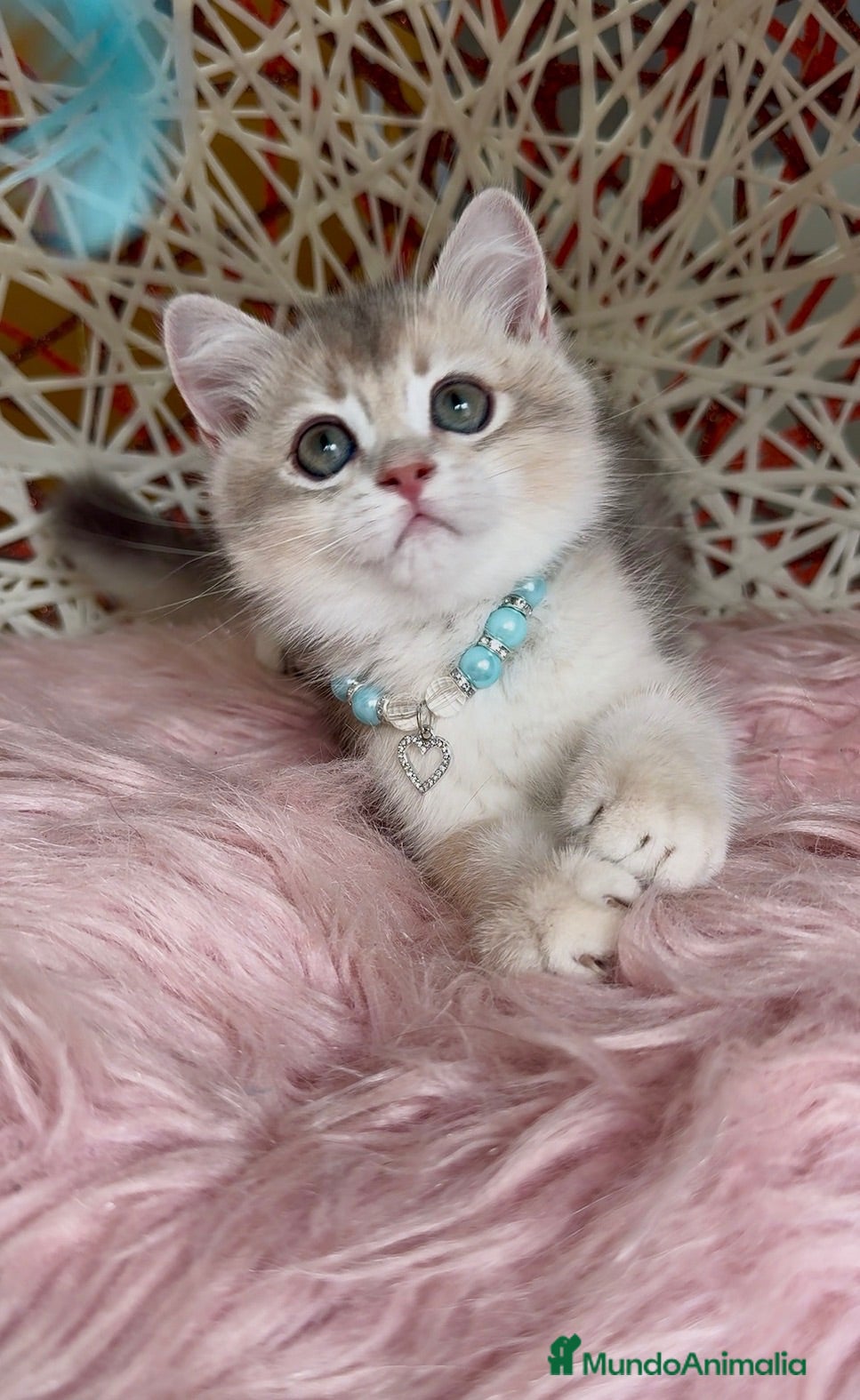 Británico de Pelo Corto gatos Último machito disponible🩵Listo para entregar 💙 - Anuncio 1