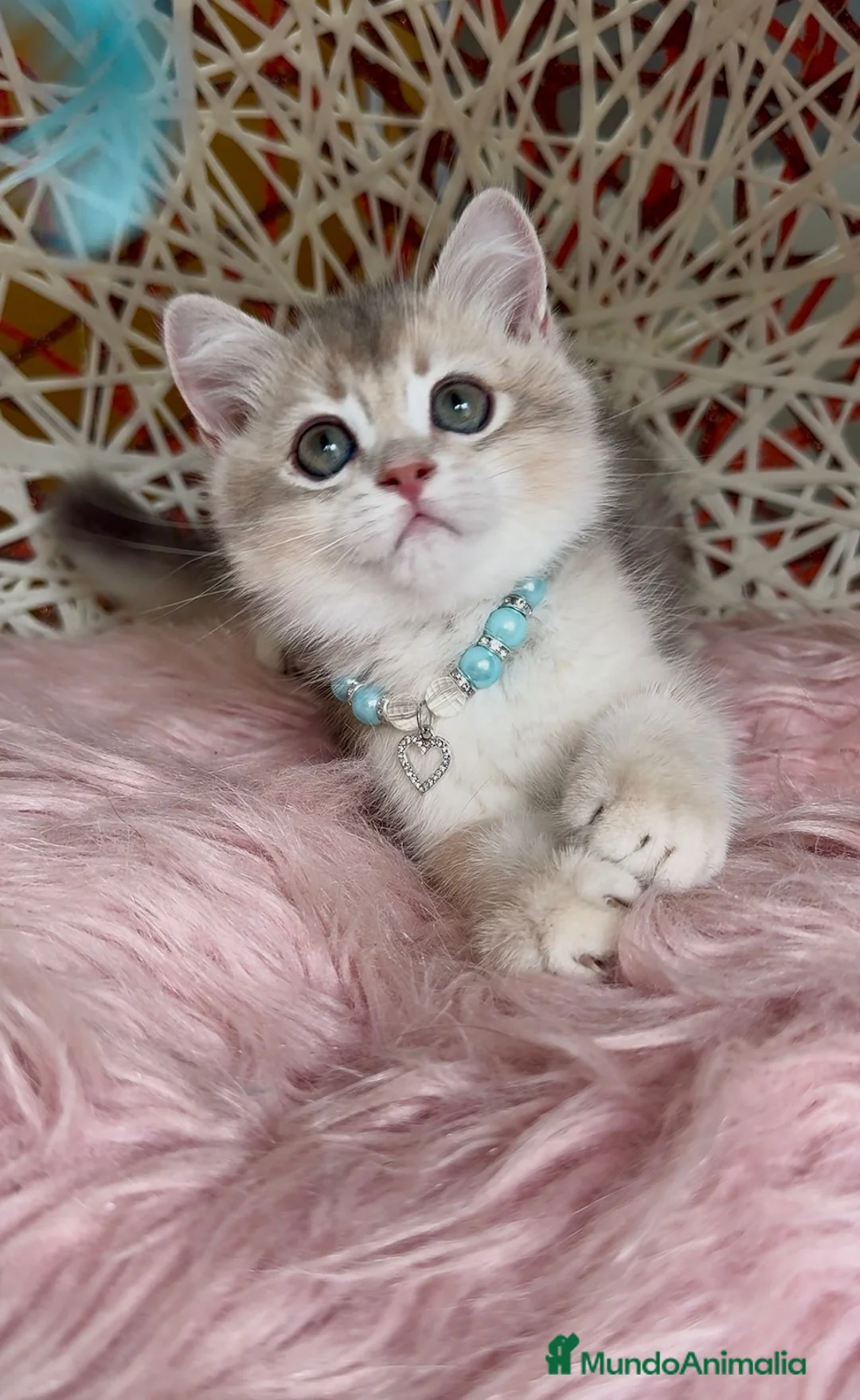 Británico de Pelo Corto gatos en venta: Último machito disponible🩵Listo para entregar 💙 - Anuncio 1