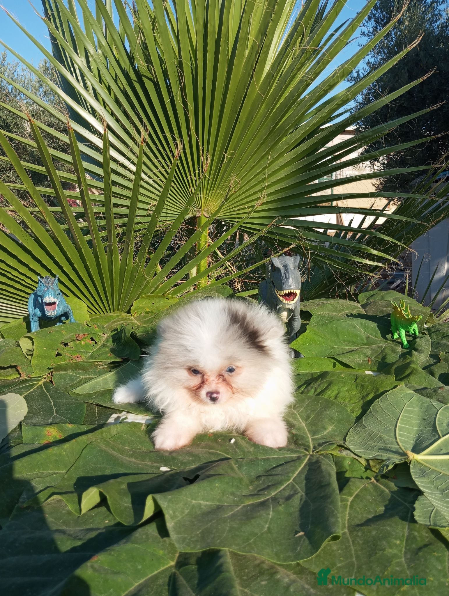 Pomerania perros Pomeranias Toy Toy - Anuncio 2