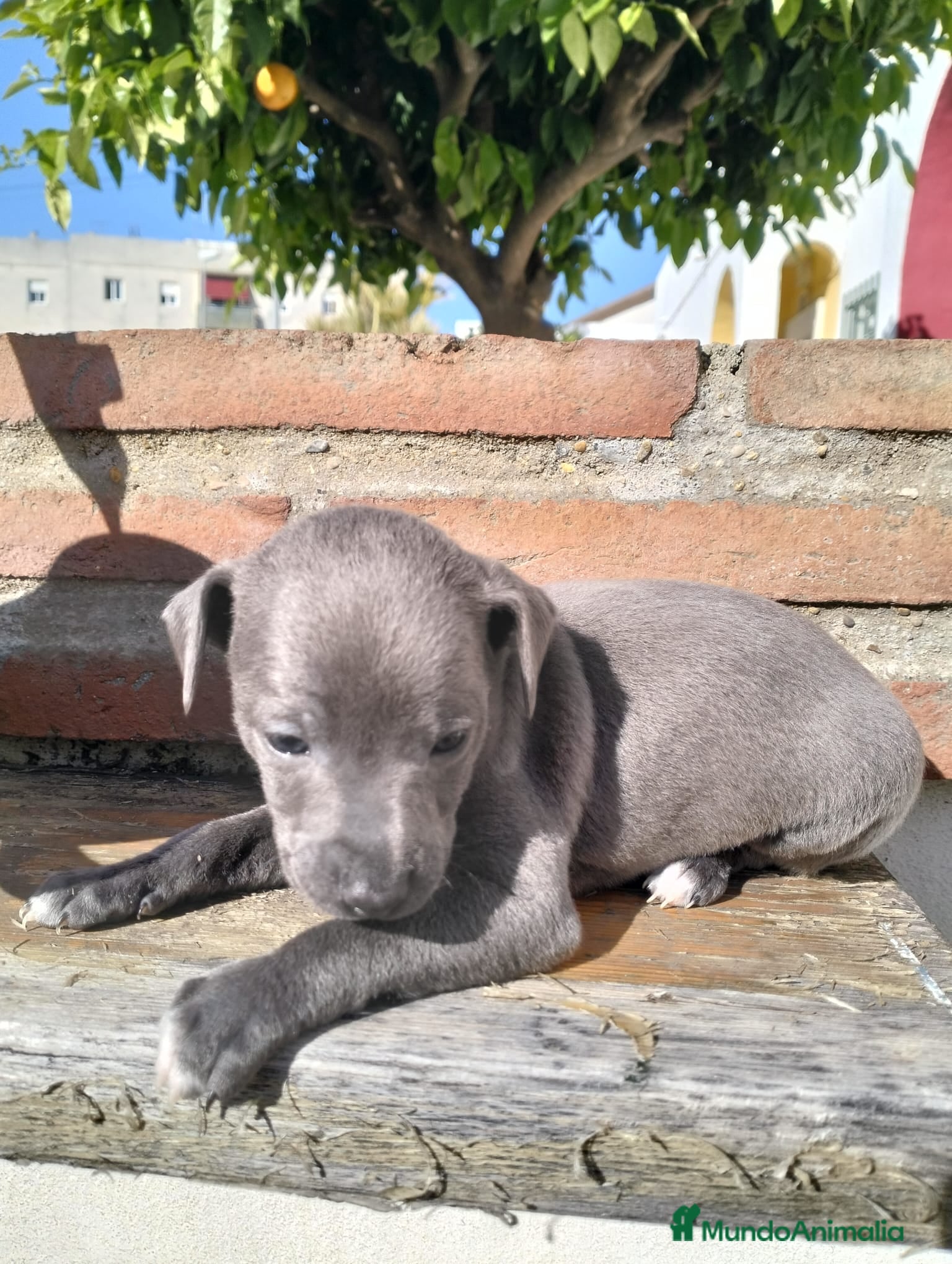 Whippet perros Whippet tamaño pqño - Anuncio 1