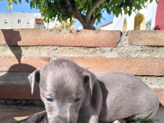 Whippet perros Whippet - Anuncio 1