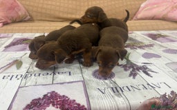 Pinscher Miniatura perros en venta: Pinscher miniatura chocolate  - Imagen 12