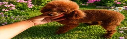 Caniche Toy perros en venta: Cachorros de Caniche Toy rojo pimentón - Anuncio 3