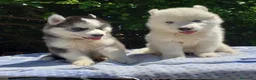 Husky Siberiano perros en venta: Hermosos cachorros husky!! - Anuncio 4