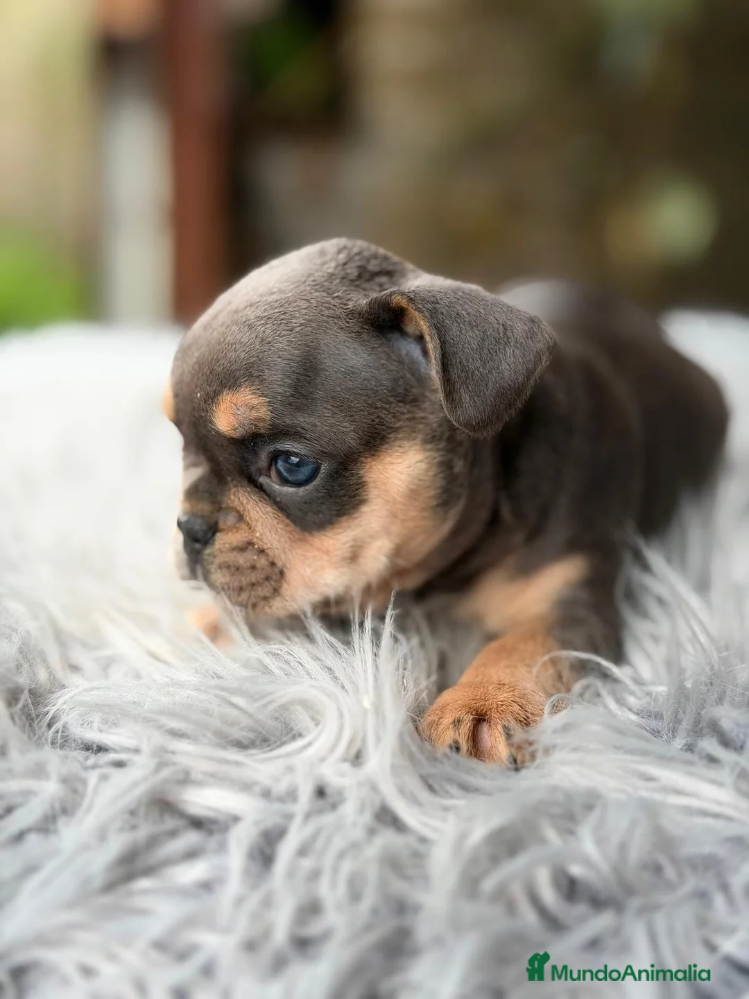 Bulldog Francés perros en venta: BULLDOG FRANCÉS BLUE AND TAN - Anuncio 7