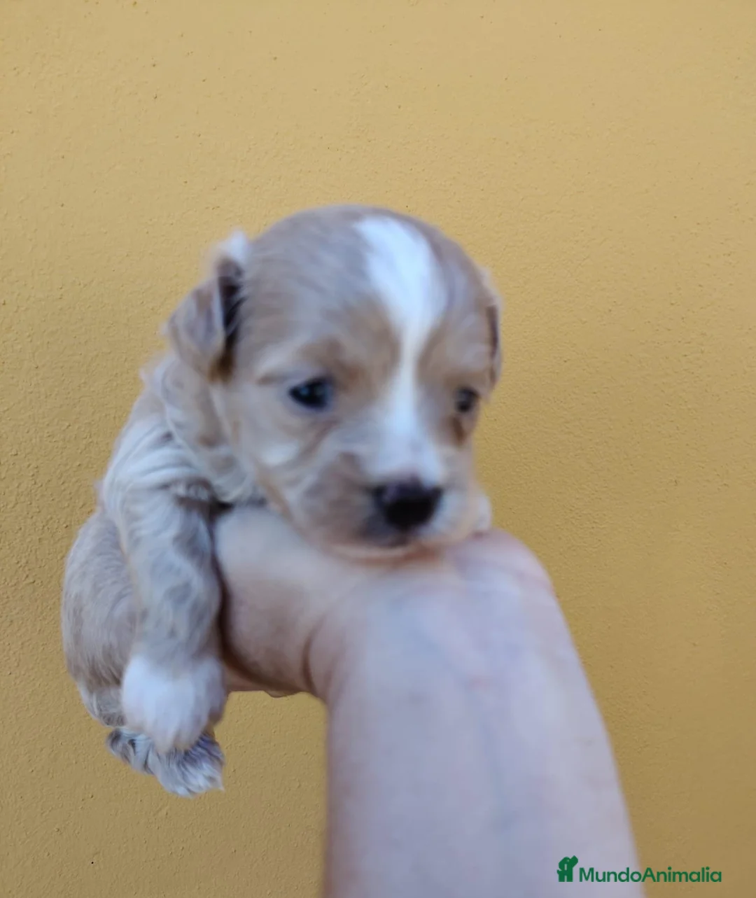 Maltipoo perros en venta: Maltipoo macho  - Anuncio 1