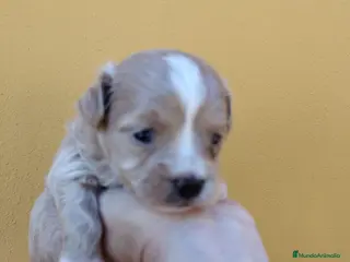 Maltipoo perros Maltipoo macho - Anuncio 2