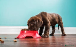 Labrador Retriever perros en venta: LABRADORES///// GRAN SELECCIÓN CANINA  - Imagen 3