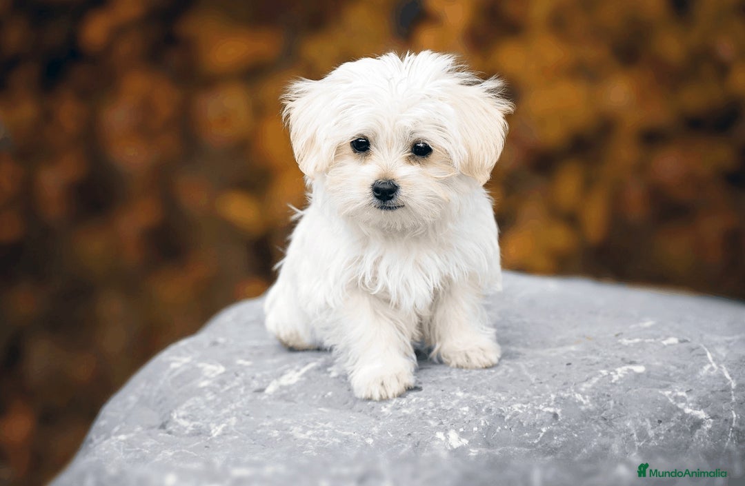Bichón Maltés perros en venta: Bichón maltés Toy línea americana macho  - Imagen 2