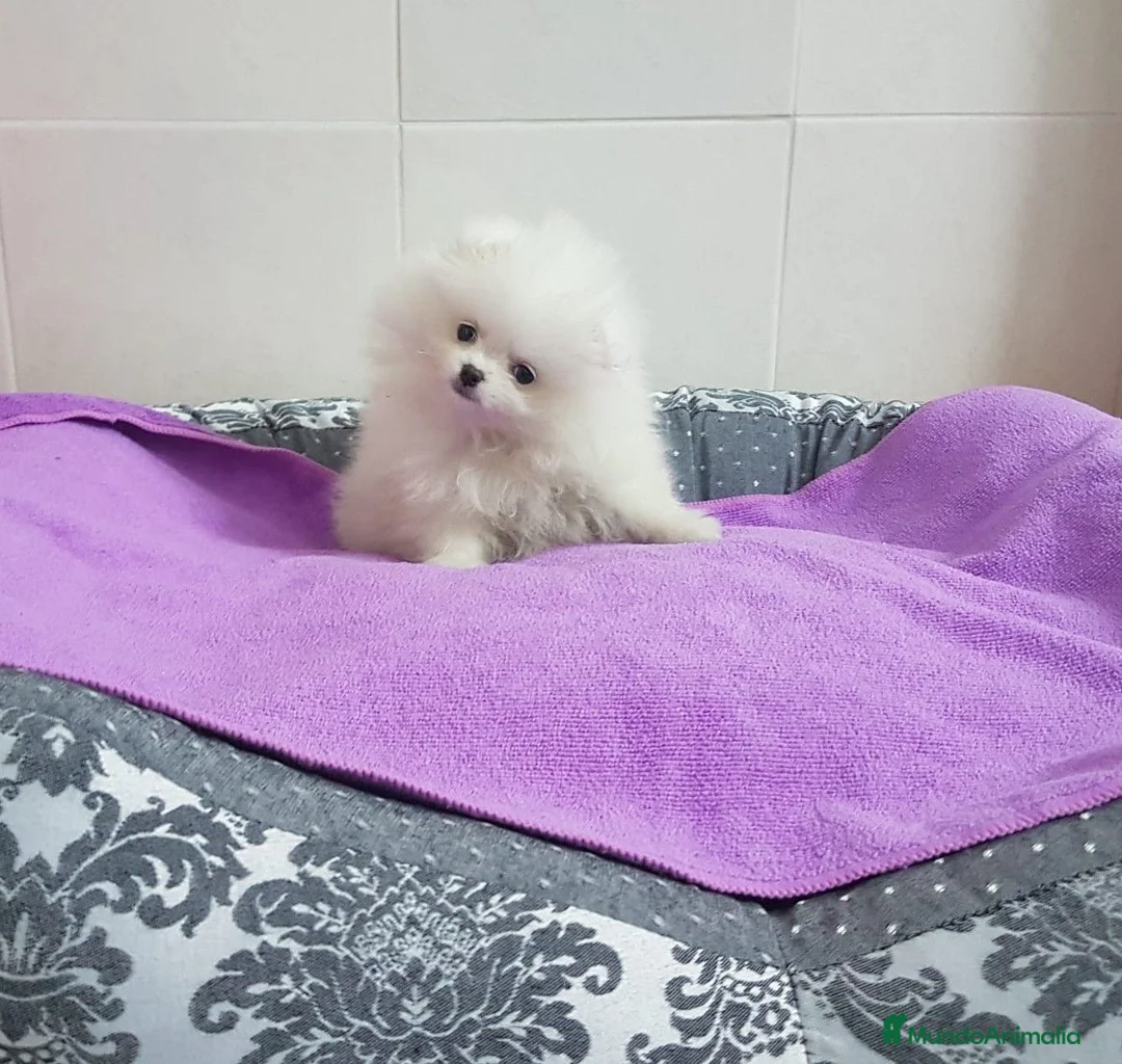Pomerania perros en venta: Lulú de Pomerania  - Anuncio 10