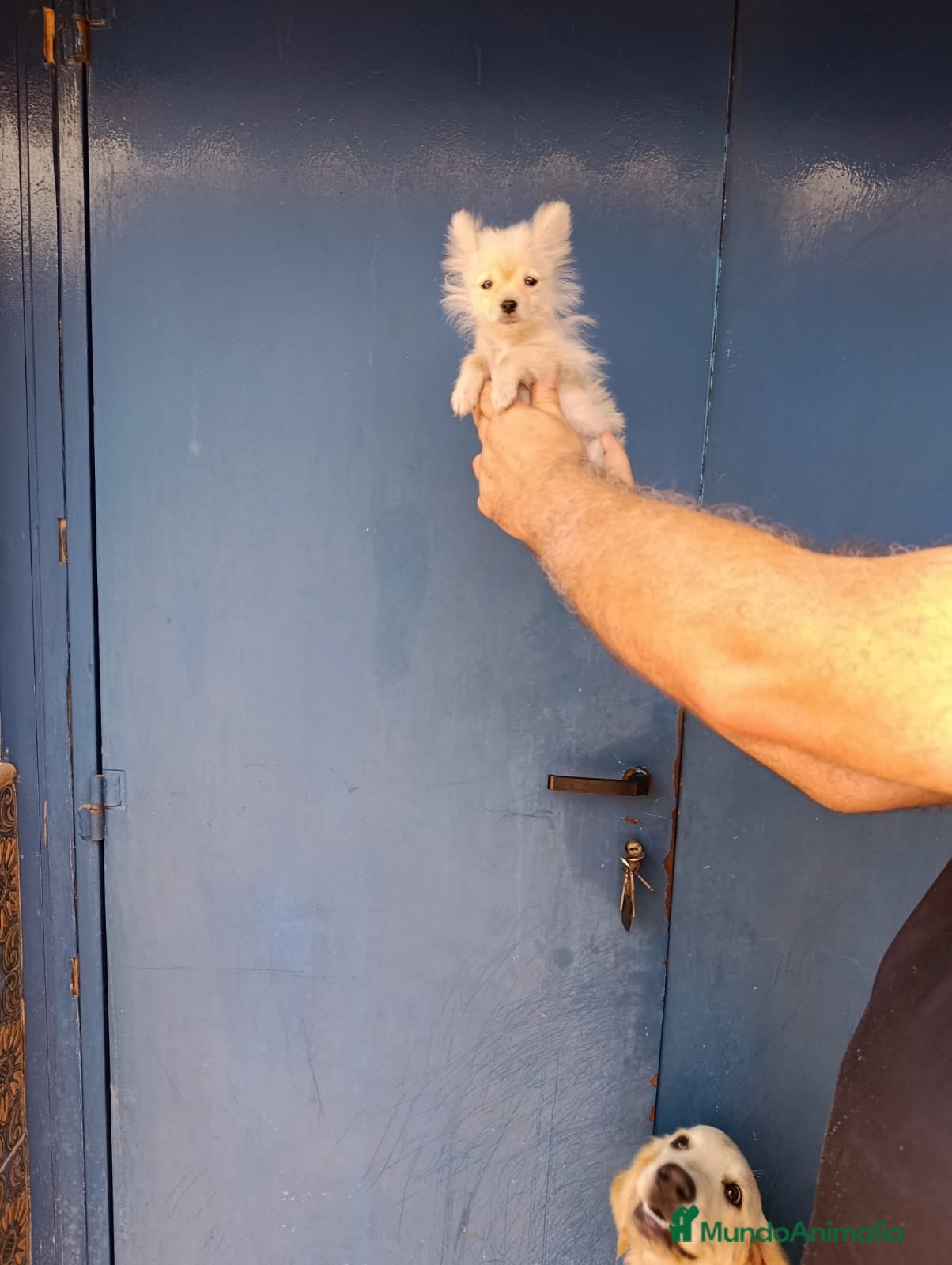 Pomerania perros Pomerania macho en muda económico  - Anuncio 1