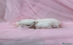 Bichón Maltés perros en venta: Bichón maltes ♂️♀️ - Imagen 4