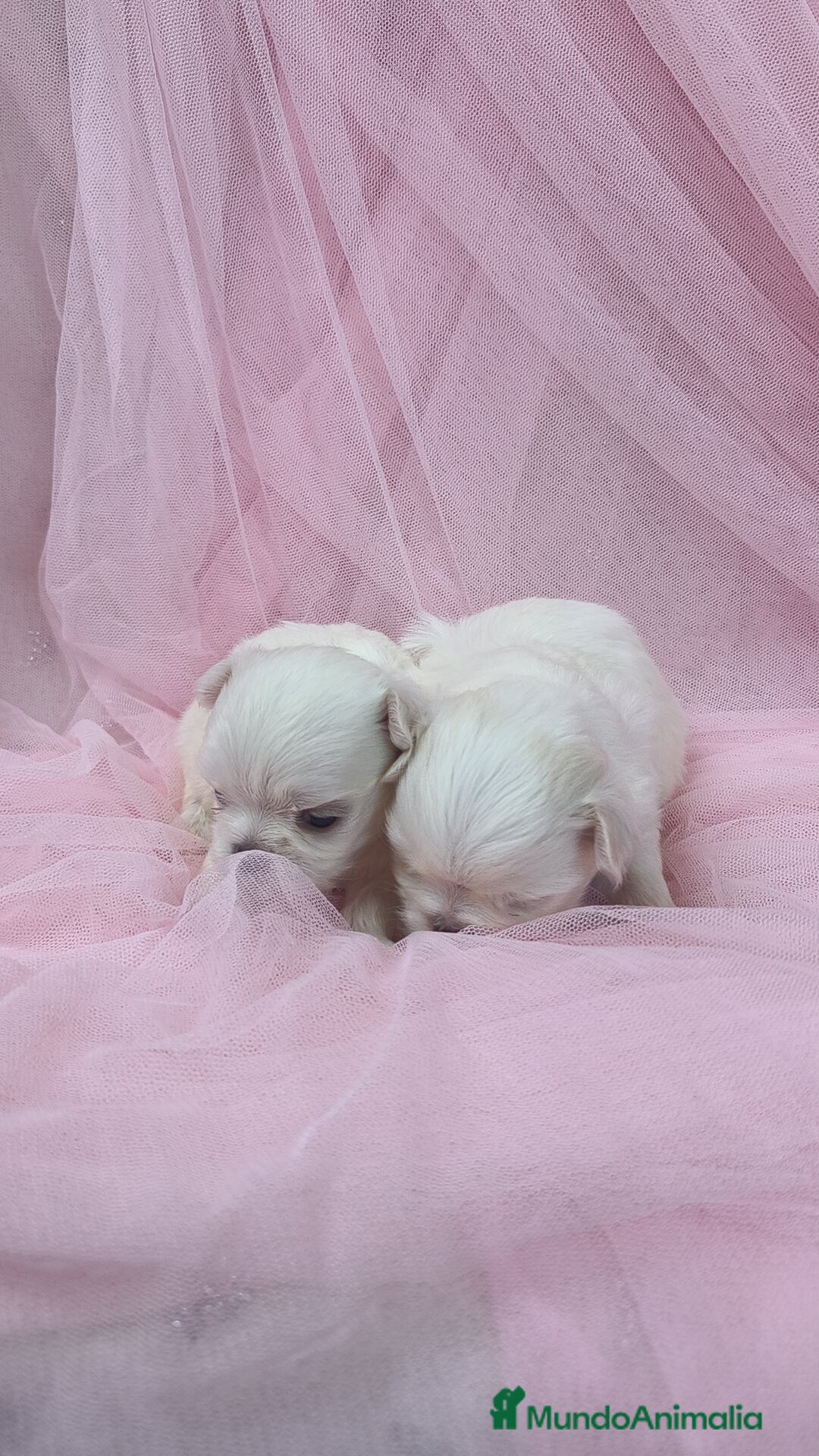 Bichón Maltés perros en venta: Bichón maltes ♂️♀️ - Imagen 4