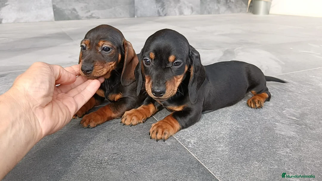 Teckel Miniatura perros en venta: Teckel mini - Anuncio 1