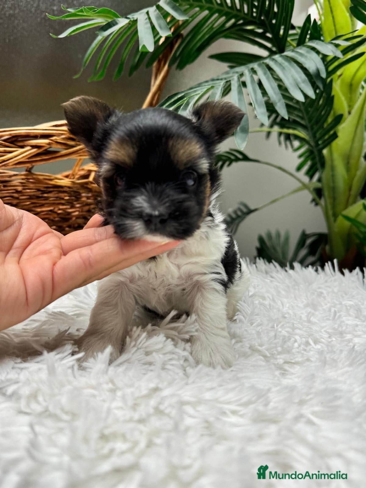 Yorkshire Terrier perros YORKSHIRE BIEWER - Anuncio 2