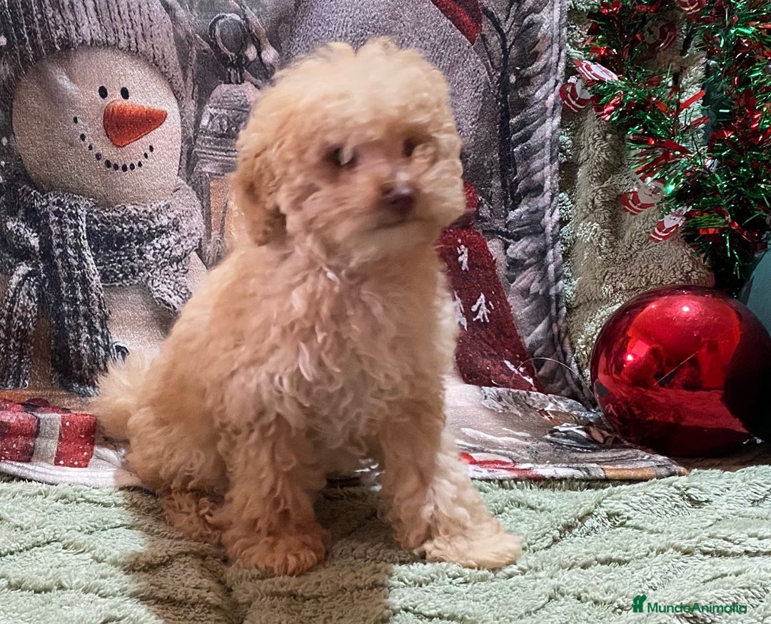 Caniche Enano perros en venta: Cachorro de Caniche enano - Anuncio 2