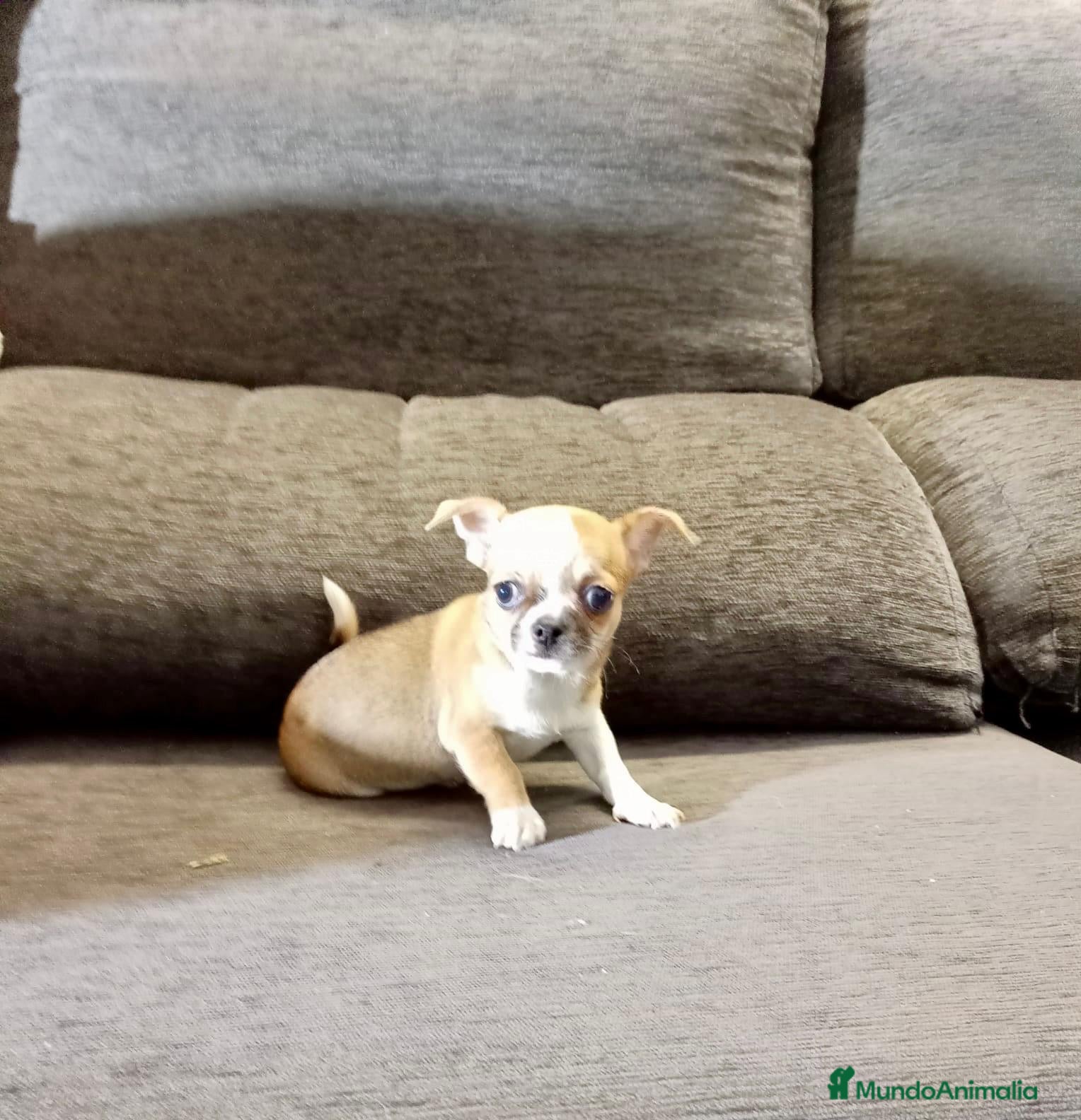 Chihuahua perros Chihuahua - Anuncio 26