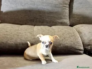 Chihuahua perros Chihuahua - Anuncio 26