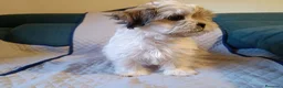 Shih Tzu perros en venta: MalShi. Shihtzu x Maltes - Anuncio 3