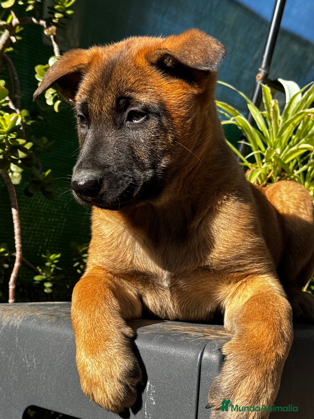 Pastor Belga Malinois perros en venta: Pastor Belga Malinois - Anuncio 19
