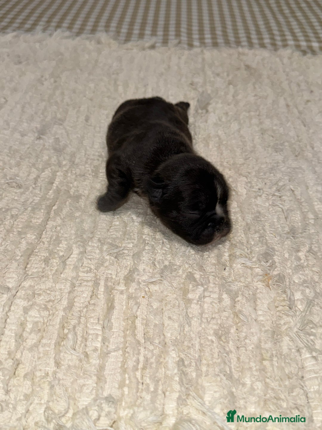 Bulldog Francés perros en venta: Bulldog francés excelente morfología reservas  - Anuncio 4