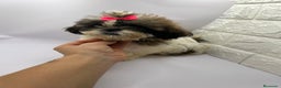Shih Tzu perros en venta: Shih Tzu del Valle  - Anuncio 1