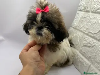 Shih Tzu perros Shih Tzu del Valle - Anuncio 10
