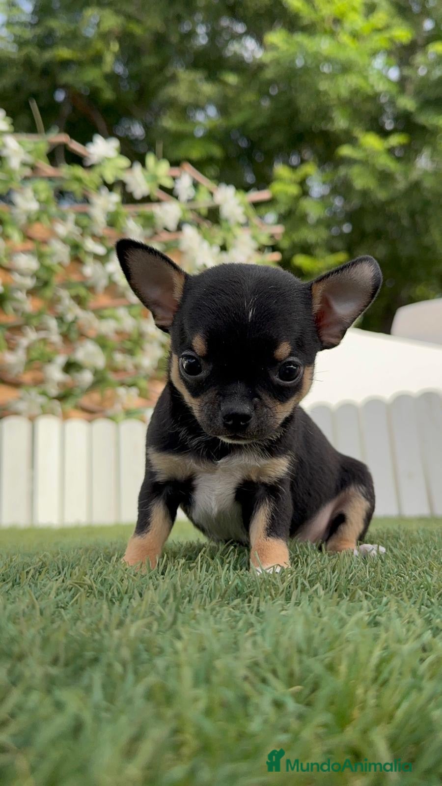 Chihuahua perros CHIHUAHUA 💙 - Anuncio 29