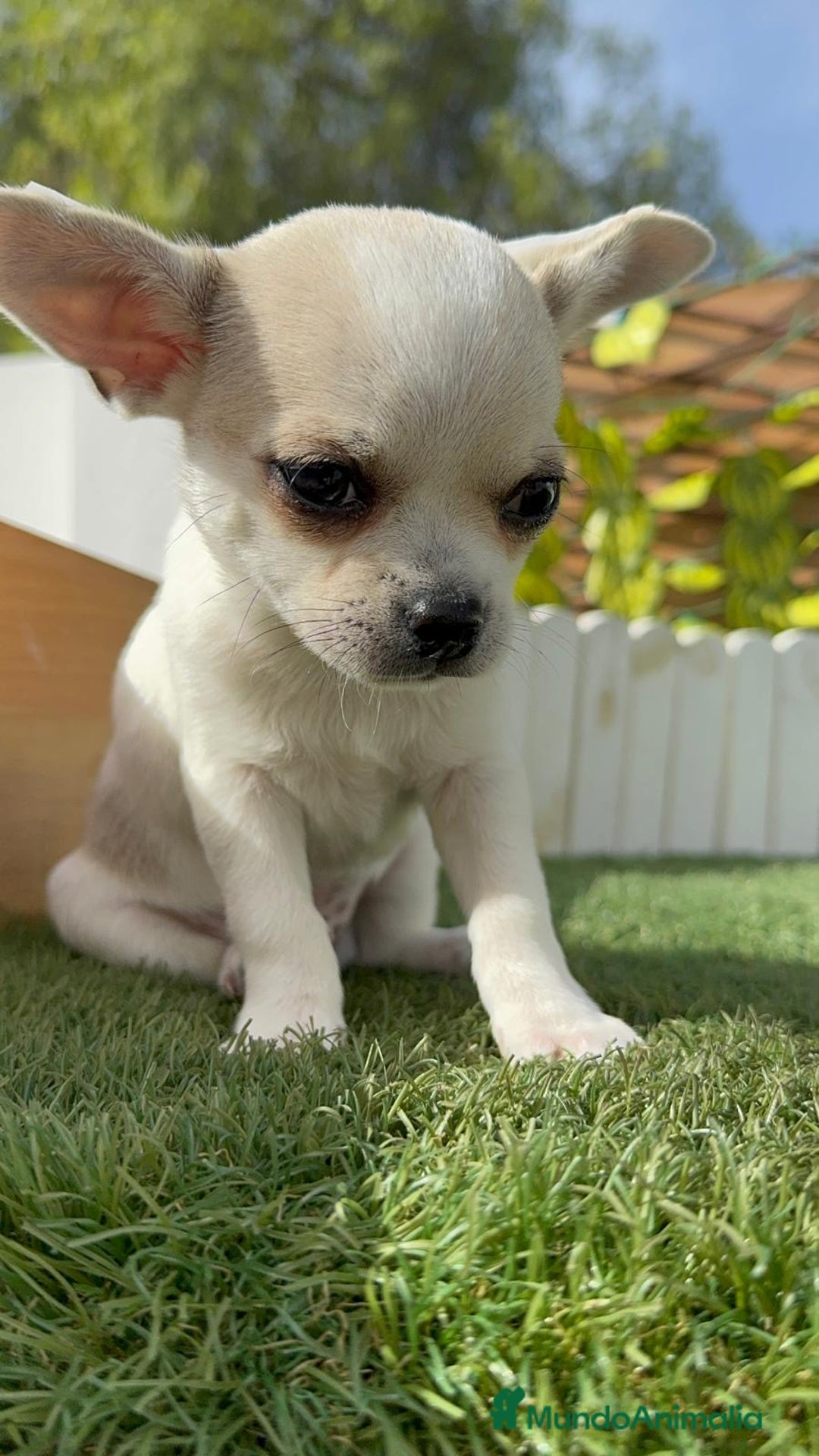 Chihuahua perros en venta: CHIHUAHUA MACHO - Imagen 9