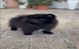 Pomerania perros en venta: 🐾 Monk – Pomerania negro mini toy 🌑 - Imagen 5