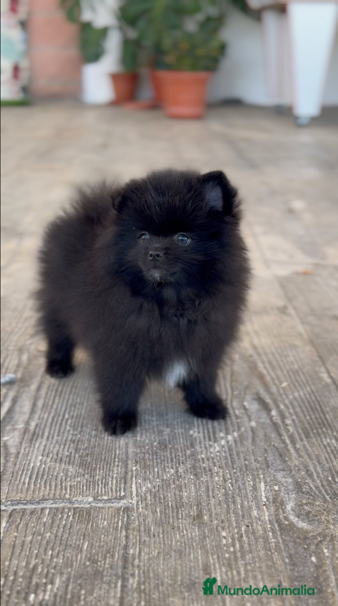 Pomerania perros en venta: 🐾 Monk – Pomerania negro mini toy 🌑 - Imagen 5