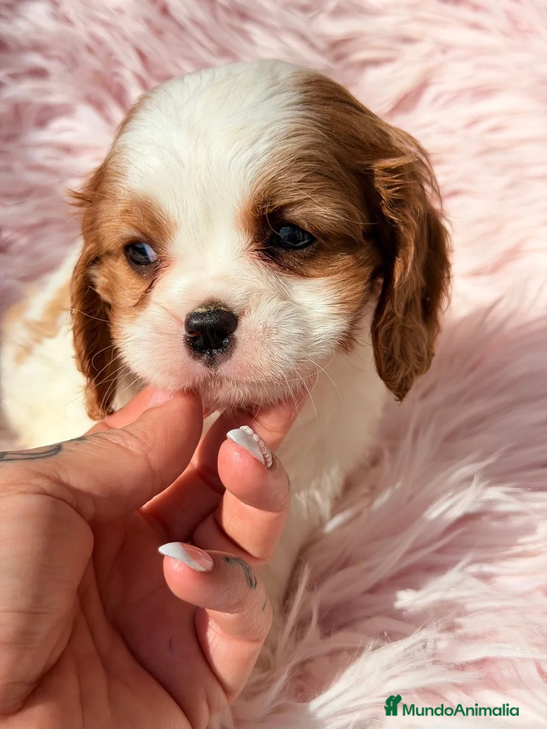 Cavalier King Charles Spaniel perros en venta: CAVALIER BLENHEIN MACHOS Y HEMBRAS - Anuncio 1