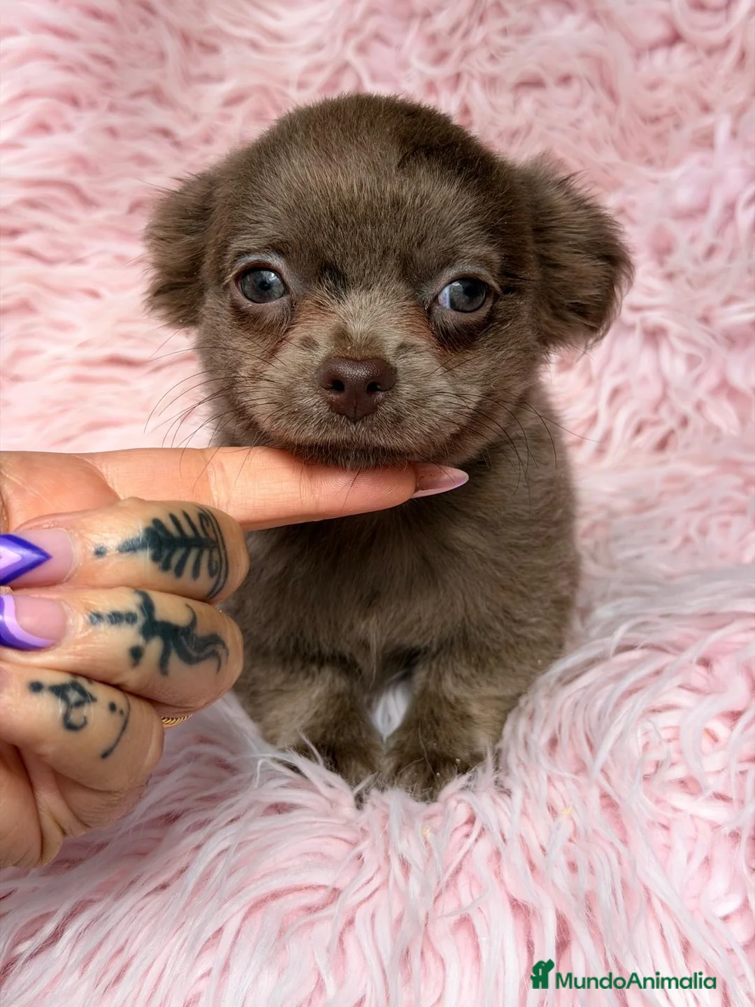 Chihuahua perros en venta: Preciosas chihuahuas choco🩷🐾 - Anuncio 2