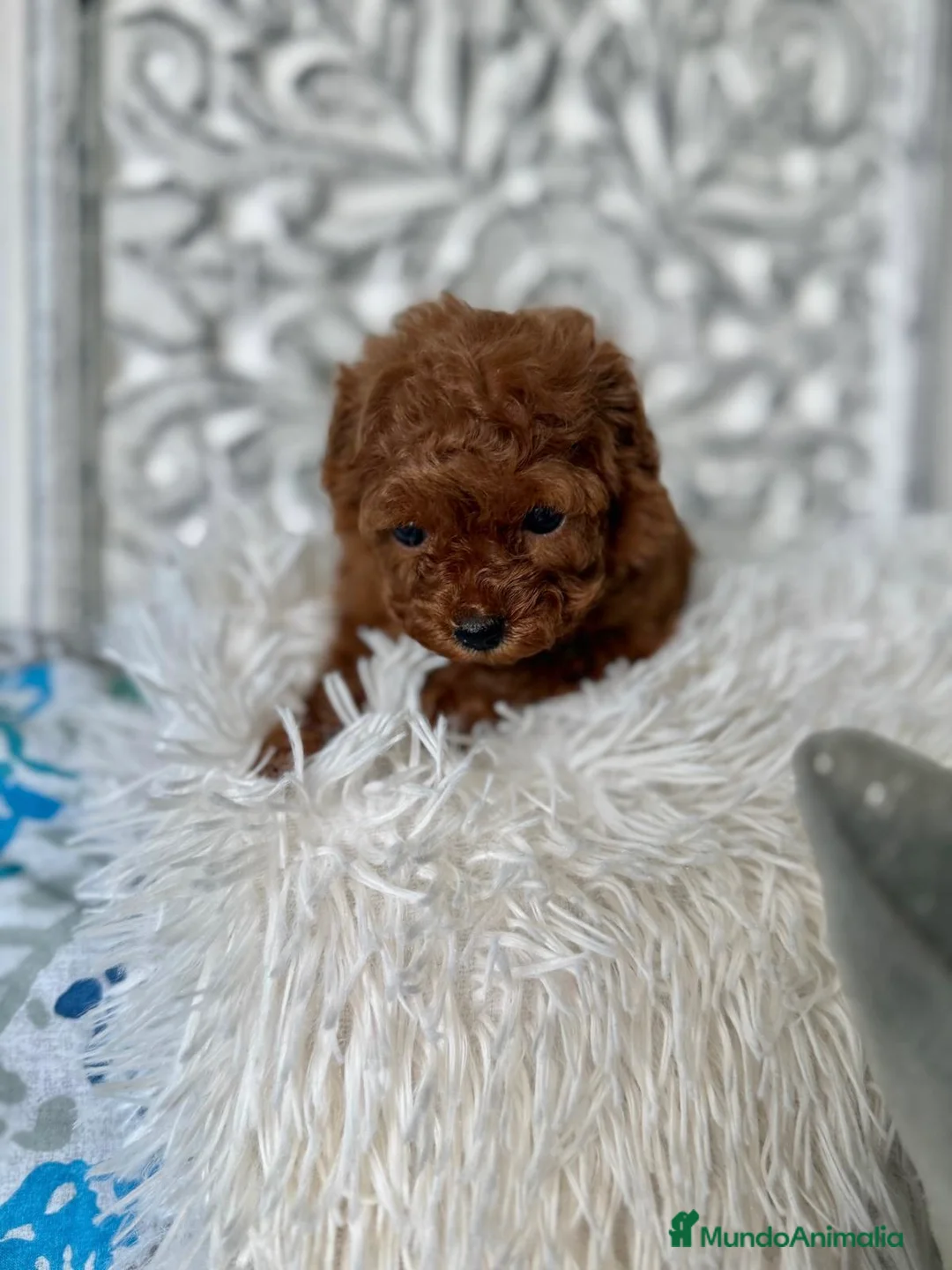 Caniche Toy perros en venta: Caniche Toy hembra (líneas asiáticas ) - Anuncio 9