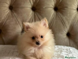 Pomerania perros en Badajoz - Anuncio 3