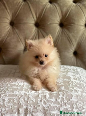Pomerania perros en Badajoz - Anuncio 12
